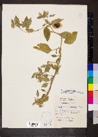 Physalis longifolia image