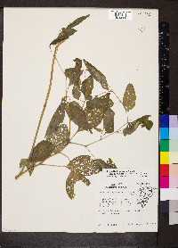 Physalis longifolia image