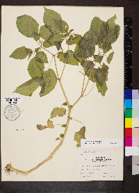 Physalis pubescens image