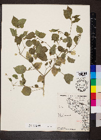 Physalis pubescens image