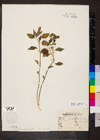 Physalis virginiana image