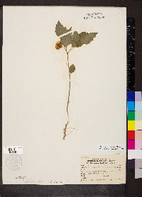 Physalis virginiana image