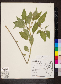 Physalis virginiana image