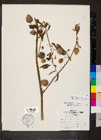 Physalis angulata image