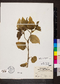 Image Associated With the Occurence