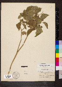 Image Associated With the Occurence