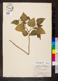 Image Associated With the Occurence