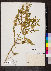 Physalis longifolia image