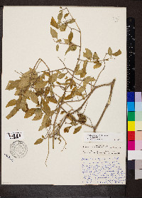 Physalis longifolia image