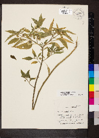 Physalis longifolia var. longifolia image