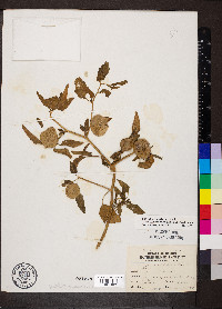 Physalis longifolia image