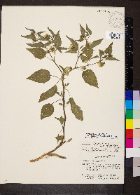 Physalis longifolia image