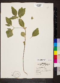 Physalis virginiana image