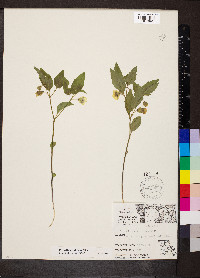 Physalis virginiana image