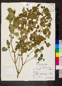 Physalis cordata image