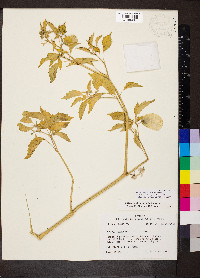 Physalis philadelphica image