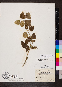 Physalis longifolia image