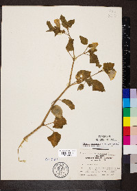 Physalis campanula image