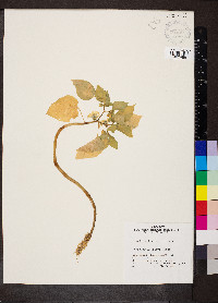 Physalis philadelphica image