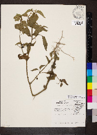 Solanum emulans image