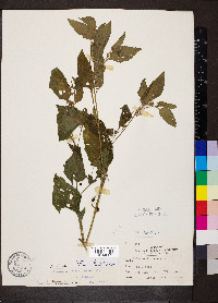 Solanum emulans image