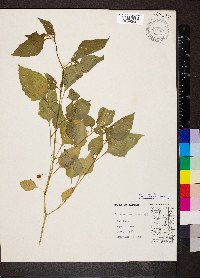 Solanum emulans image