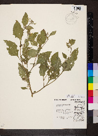 Solanum emulans image