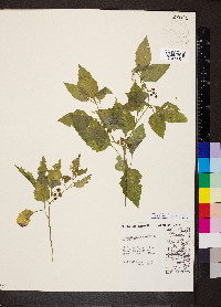 Solanum emulans image