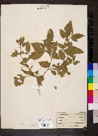 Solanum emulans image