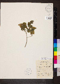 Solanum emulans image
