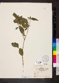 Solanum emulans image