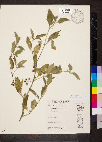 Solanum emulans image