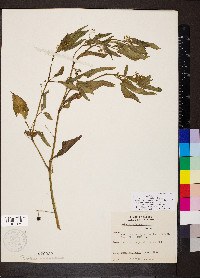 Solanum emulans image