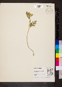 Solanum rostratum image