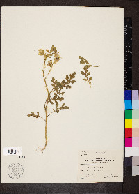 Solanum rostratum image