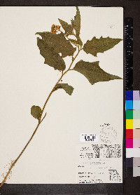 Solanum carolinense f. albiflorum image