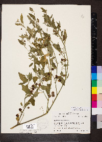 Solanum emulans image