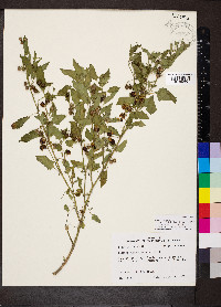 Solanum emulans image