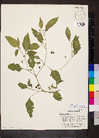 Solanum emulans image