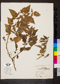 Image Associated With the Occurence