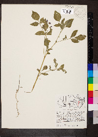 Solanum stoloniferum image