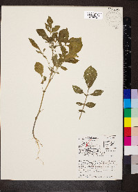 Solanum stoloniferum image