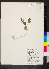 Solanum stoloniferum image