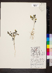 Solanum stoloniferum image