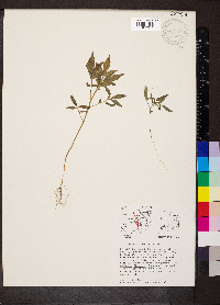 Solanum jamesii image