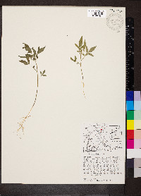 Solanum jamesii image