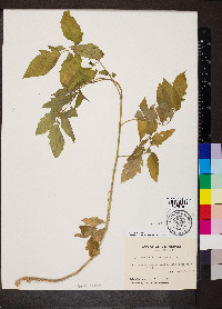 Solanum lycopersicum image