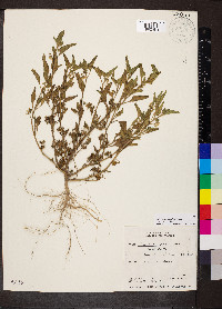 Solanum physalifolium image