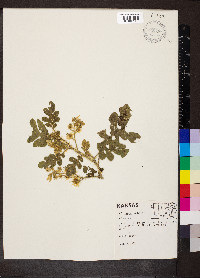 Solanum rostratum image