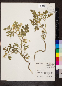 Solanum rostratum image